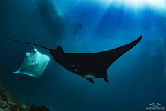 Davide-Bastiani-Photographer-Mante-1