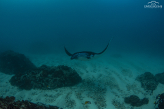 Davide-Bastiani-Photographer-Mante-11