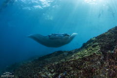 Davide-Bastiani-Photographer-Mante-13