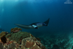 Davide-Bastiani-Photographer-Mante-14