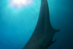 Davide-Bastiani-Photographer-Mante-17