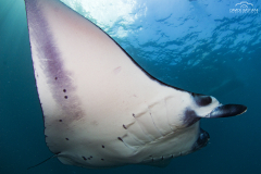 Davide-Bastiani-Photographer-Mante-6