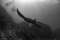 Davide-Bastiani-Photographer-Mante-7