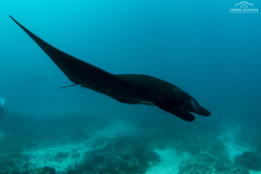 Davide-Bastiani-Photographer-Mante-9