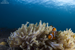 Davide-Bastiani-Photographer-Underwater-1