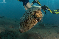 Davide-Bastiani-Photographer-Underwater-10