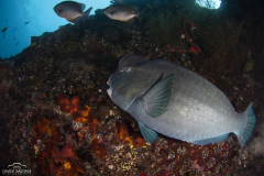 Davide-Bastiani-Photographer-Underwater-12