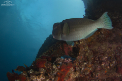 Davide-Bastiani-Photographer-Underwater-13
