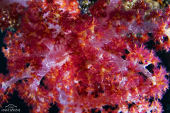 Davide-Bastiani-Photographer-Underwater-14