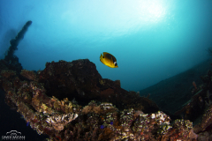 Davide-Bastiani-Photographer-Underwater-15