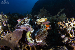 Davide-Bastiani-Photographer-Underwater-18