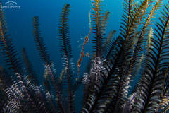 Davide-Bastiani-Photographer-Underwater-19