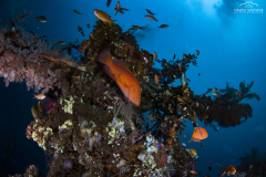 Davide-Bastiani-Photographer-Underwater-2