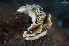 Davide-Bastiani-Photographer-Underwater-21