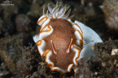 Davide-Bastiani-Photographer-Underwater-22