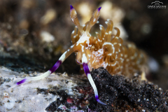 Davide-Bastiani-Photographer-Underwater-25