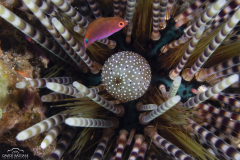 Davide-Bastiani-Photographer-Underwater-26