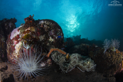 Davide-Bastiani-Photographer-Underwater-29