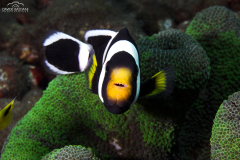 Davide-Bastiani-Photographer-Underwater-3