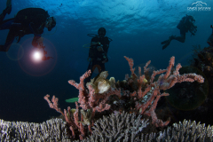 Davide-Bastiani-Photographer-Underwater-30
