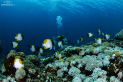 Davide-Bastiani-Photographer-Underwater-32