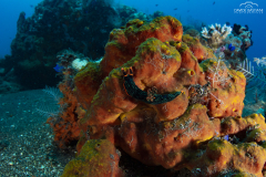 Davide-Bastiani-Photographer-Underwater-36