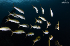 Davide-Bastiani-Photographer-Underwater-38