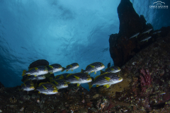 Davide-Bastiani-Photographer-Underwater-39