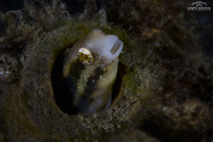 Davide-Bastiani-Photographer-Underwater-4