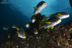Davide-Bastiani-Photographer-Underwater-40