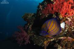 Davide-Bastiani-Photographer-Underwater-41