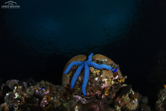 Davide-Bastiani-Photographer-Underwater-43
