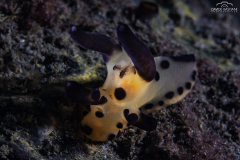 Davide-Bastiani-Photographer-Underwater-44