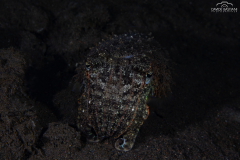 Davide-Bastiani-Photographer-Underwater-45