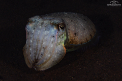 Davide-Bastiani-Photographer-Underwater-46