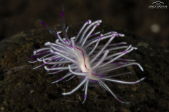 Davide-Bastiani-Photographer-Underwater-48