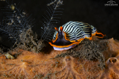 Davide-Bastiani-Photographer-Underwater-50