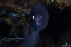 Davide-Bastiani-Photographer-Underwater-53