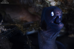 Davide-Bastiani-Photographer-Underwater-54