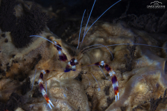 Davide-Bastiani-Photographer-Underwater-55