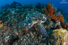 Davide-Bastiani-Photographer-Underwater-58