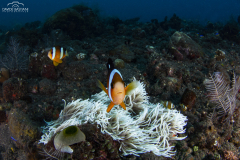Davide-Bastiani-Photographer-Underwater-60