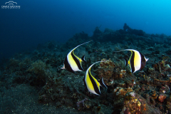 Davide-Bastiani-Photographer-Underwater-61