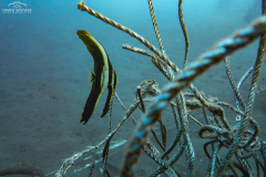 Davide-Bastiani-Photographer-Underwater-62