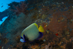 Davide-Bastiani-Photographer-Underwater-64