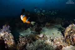 Davide-Bastiani-Photographer-Underwater-7