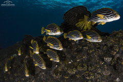 Davide-Bastiani-Photographer-Underwater-8