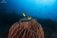 Davide-Bastiani-Photographer-Underwater-9