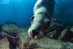 2019 - 30 Ottobre - Mexico La paz Expedition