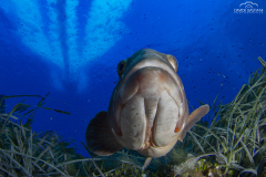2020 - 14 Agosto - Isola D'Elba
